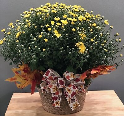 Fall Mum