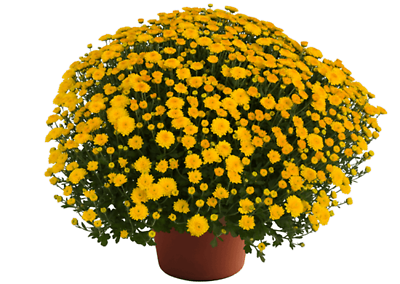 Autumn Blooming Mum