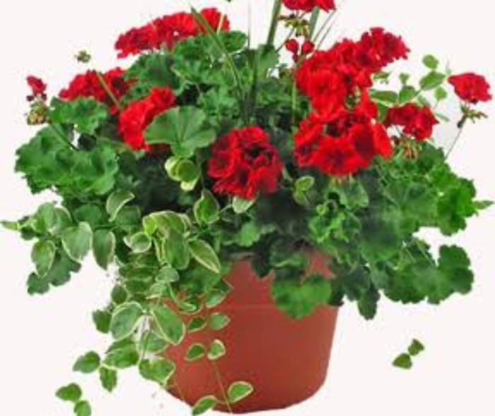 Patio Geraniums