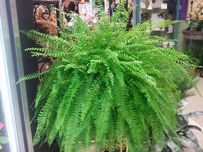 Boston Fern