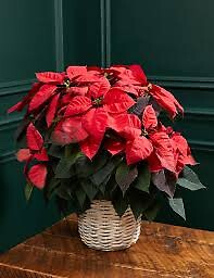 Premium Poinsettia