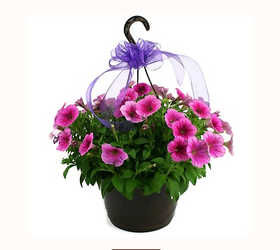 10" Annuals Hanging basket