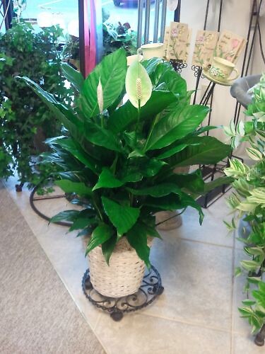 Peace Lily