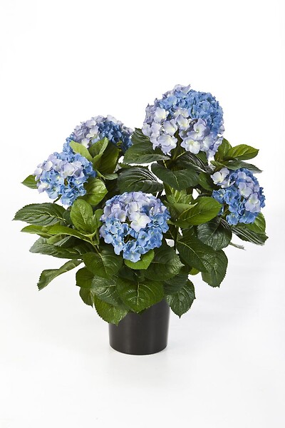 Hydrangea Plant