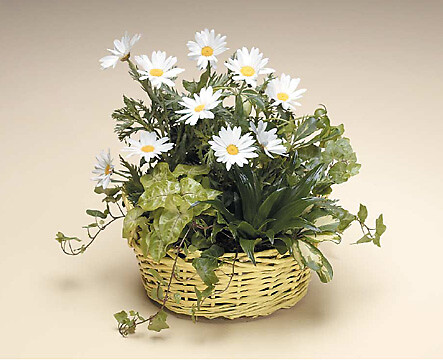Basket of Green and Dasie's